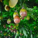 윤수농장 이미지