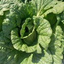 해뜬농장 이미지