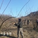 막시골 농원