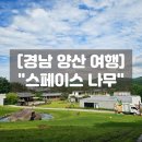 해달새 그리고 나무 | 양산 통도사데이트 코스 스페이스나무 전시 카페 양산 놀거리 후기