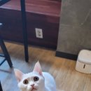 카페 커피캣 이미지