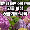 6월 6일(토) 고흥 쑥섬 수국축제/레인보우교(우도섬) 탐방/ ♡50,000(승선료 입도비포함) /조중식(찰밥) 36석리무진운행 이미지