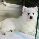 오룡 동물병원 이미지