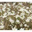 금구초교 이미지