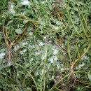 하경 카카오 검색결과