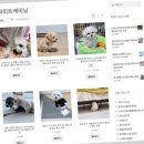 낭창한 강아지 이미지