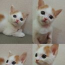 묘봉지 이미지