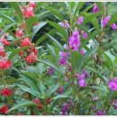 봉숭아손톱 이미지