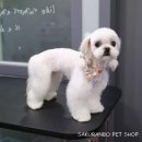 사쿠란보애견샵 부산대점 이미지