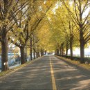 은행나무길 이미지