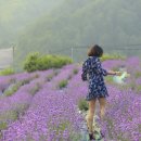 백두국제여행사 이미지