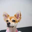 도리도리펫샵 이미지