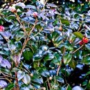 서천 마량리 동백나무 숲 이미지