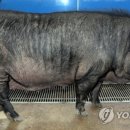 토종돼지농장 이미지