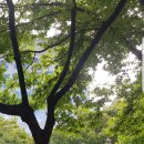 푸른나무 이미지