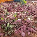 창대농장 이미지