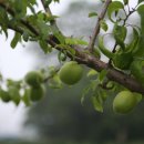 효성농장 이미지