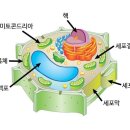 신이 내린 열매 노니 효능및 유의사항 이미지