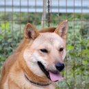 진도개영농조합 이미지