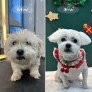 꼬망이펫샵 이미지