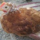 청리농장 이미지