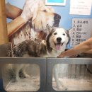 마이리틀프렌드위탁목욕