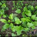 사계절자연산약초