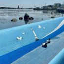 거북곰장어 이미지