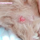 백마동물병원 이미지