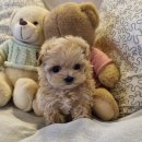 아이러브독 강아지분양 부천점 이미지