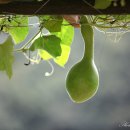 경안천습지생태공원 이미지