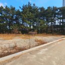 고성천진한신더휴부동산 공인중개사사무소 | 고성군 천진리 토지매매 #고성군토성면토지