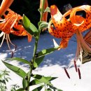 말래펜션 이미지