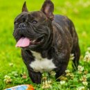 그린덴탈 이미지