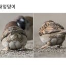 따봉양꼬치 이미지
