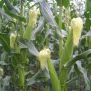 기차길옆오막살이 이미지