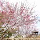 홍매화국수