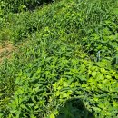 두화농장 이미지