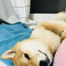 퍼플비 이미지