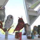 부엉이랜드 이미지