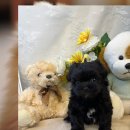 구리동물보호센터 이미지