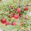 오시롬 농장 이미지