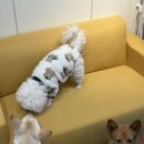 냠냠밸런스 네이버블로그