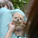 부산강아지분양 미유펫 이미지