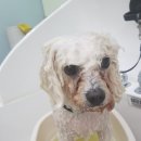 개도만족 이미지