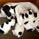 강아지랑 이미지