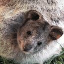 wallaby 이미지