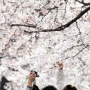 춘삼월