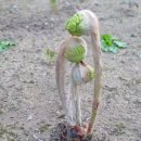 우리약초 이미지