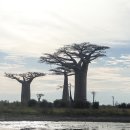 바오밥나무 이미지